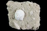 Eocene Fossil Gastropod (Globularia) - Damery, France #73818-1
